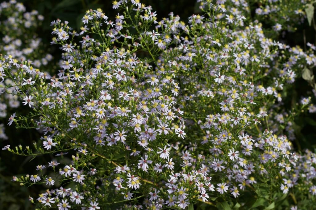 Close up of heart-leaf aster plant in bloom, showing clusters of pale purple flowers.