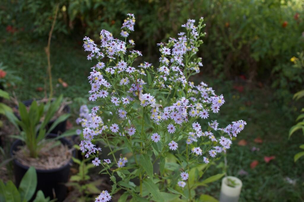Heart-leaved aster in bloom, showing its distinctive purplish-blue flowers and delicate branching stems.