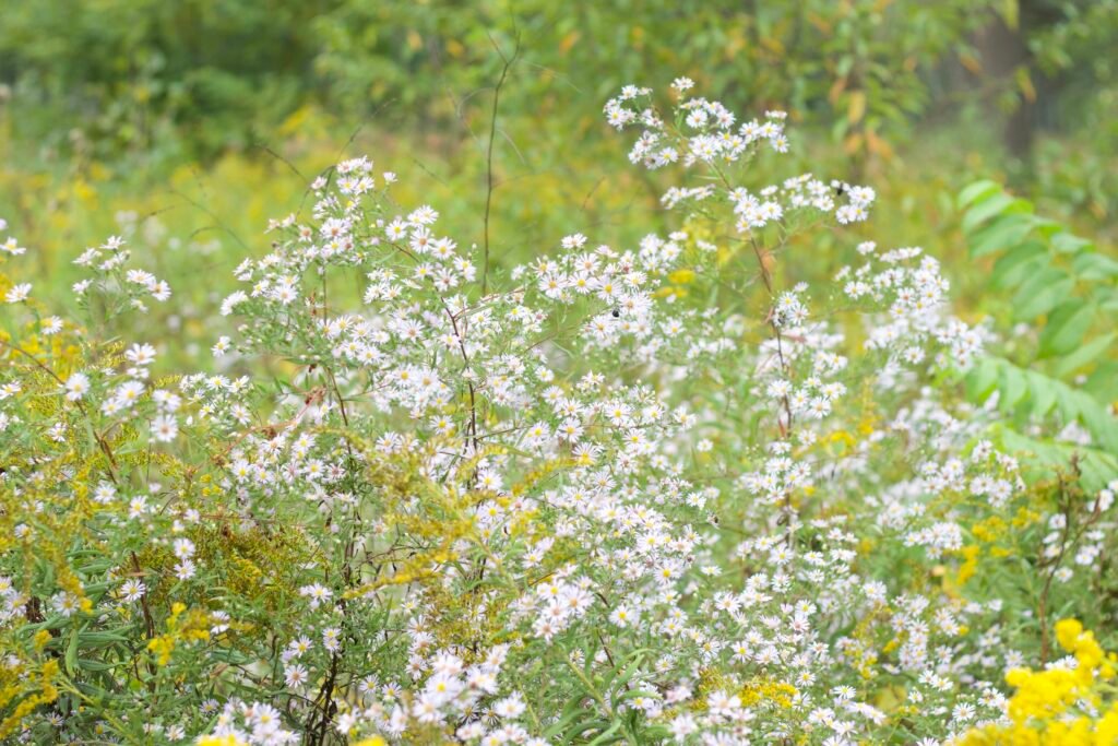 Field filled with blooming asters and goldenrod under bright sunlight.