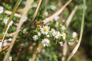 Panicled aster flower with a honey bee approaching to land.