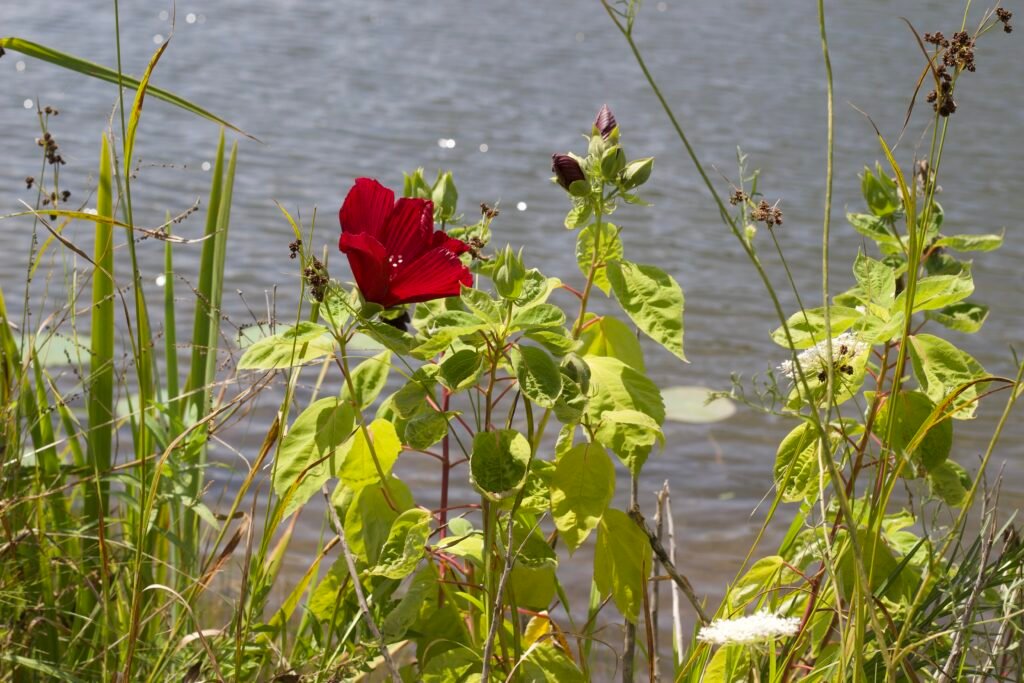 Swamp rose mallow northwest ohio marsh native plant A large crimson colored flower bloom of the swamp rose mallow native plant.