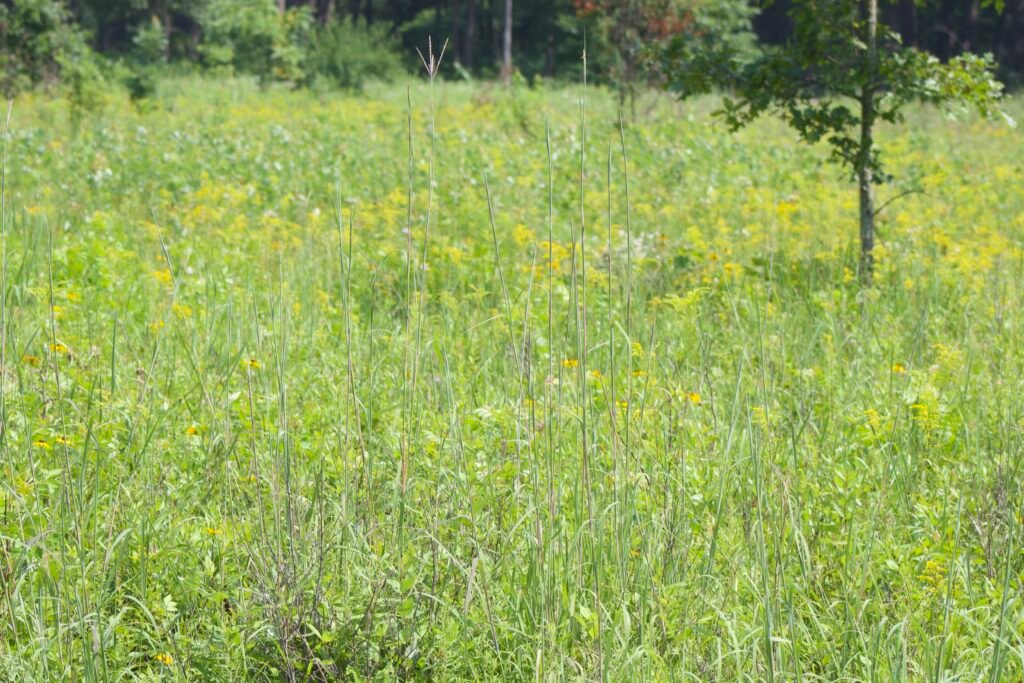 Prairie full of yellow summer blooms and green foliage.