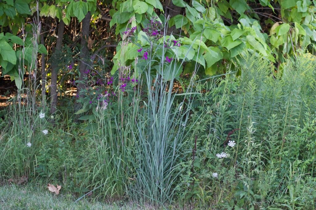 Native grass big blue stem standing about 4 feet tall with a hint of blue color.