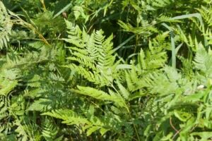 Cluster of bracken ferns with feathery green leaves in woodland.
