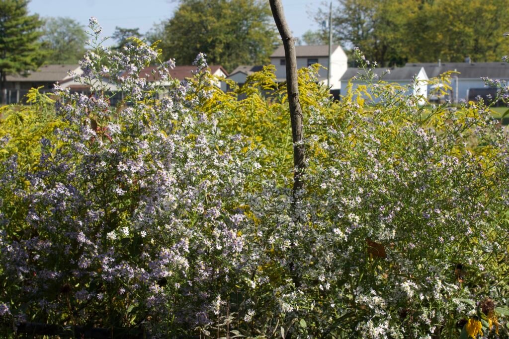 Heart-leaved asters with pale lavender blooms growing alongside bright yellow goldenrod in full fall color.