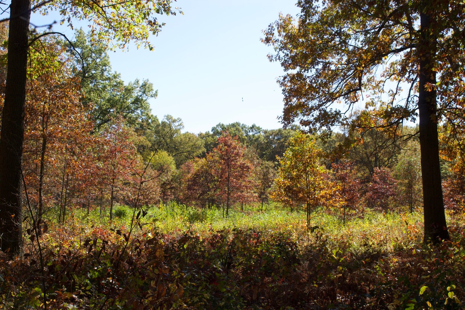 Kitty Todd woodland and prairie full of fall colors, red, orange, yellow and green.