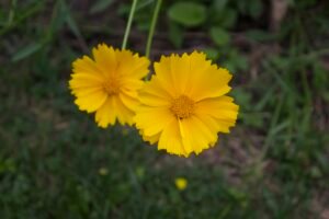 Native prairie plant, lance-leaved coreopsis, showing two yellow flower heads.
