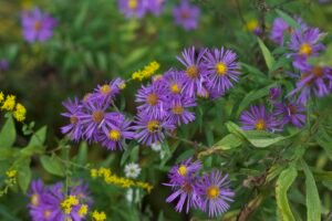 Group of New England aster flowers in full bloom with multiple purple heads.