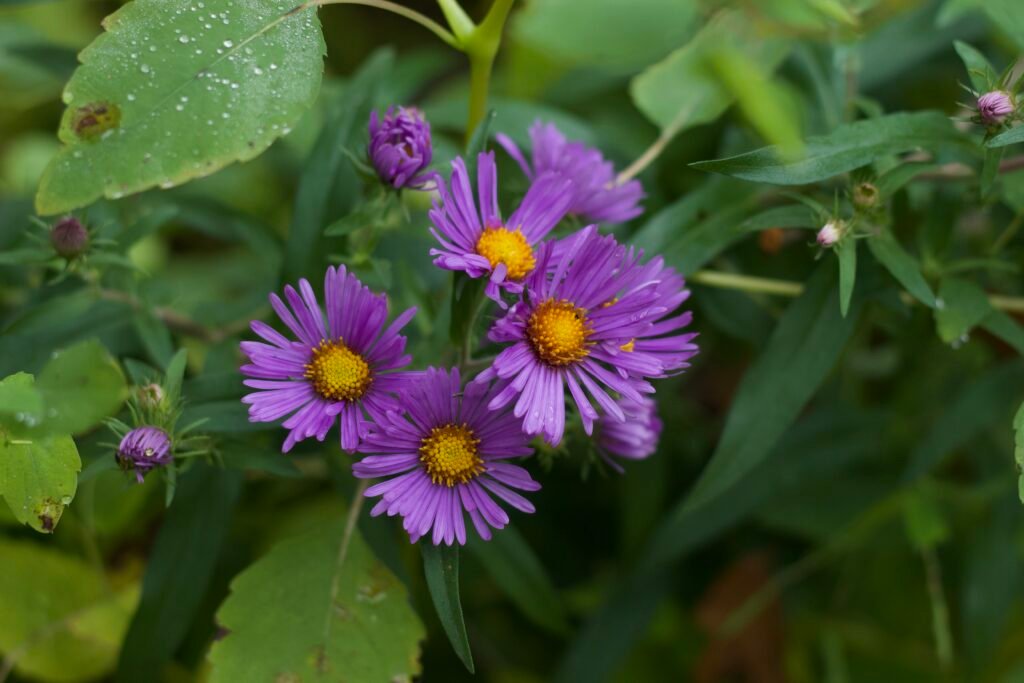 new england aster, oak openings ohio Cluster of four New England aster flowers with purple petals and yellow centers.