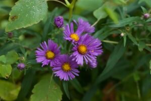 Cluster of four New England aster flowers with purple petals and yellow centers.