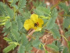 Bright yellow Partridge Pea flower fully open, showing delicate petals and red-tinged centers, with green foliage.