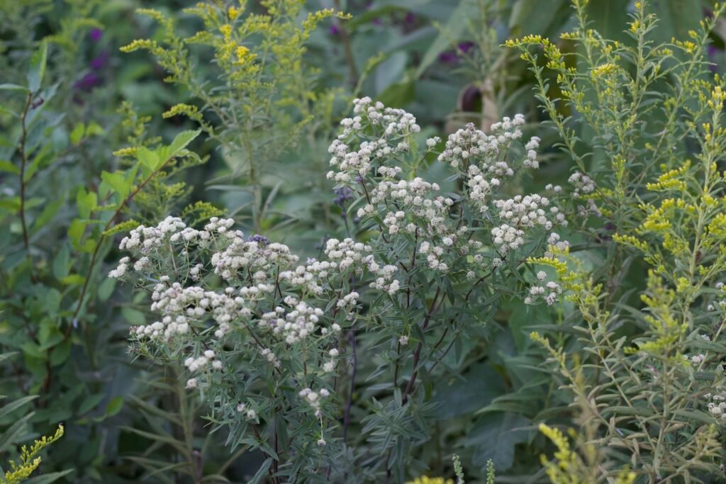 A subtle white flower amongst a background of yellow flowers.