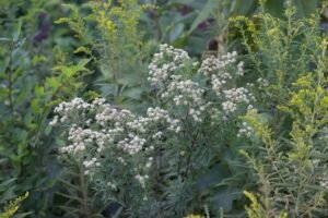 A subtle white flower amongst a background of yellow flowers.