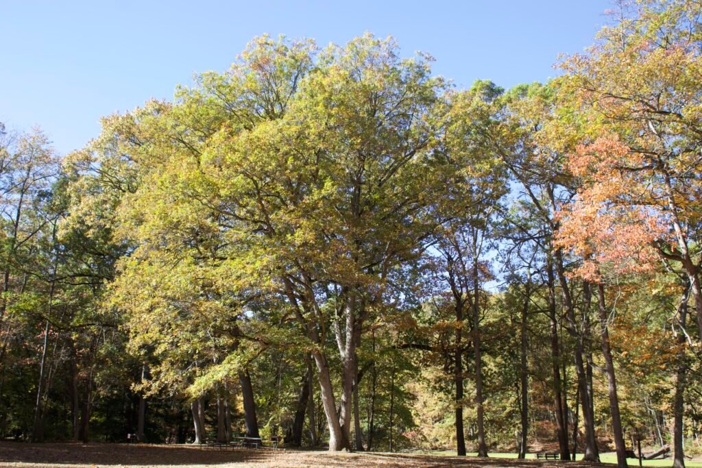 white oak tree at oak openings in northwest ohio A large full sized white oak tree at oak openings metropark.
