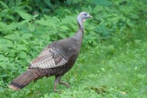 A wild turkey walking out of a forest area.