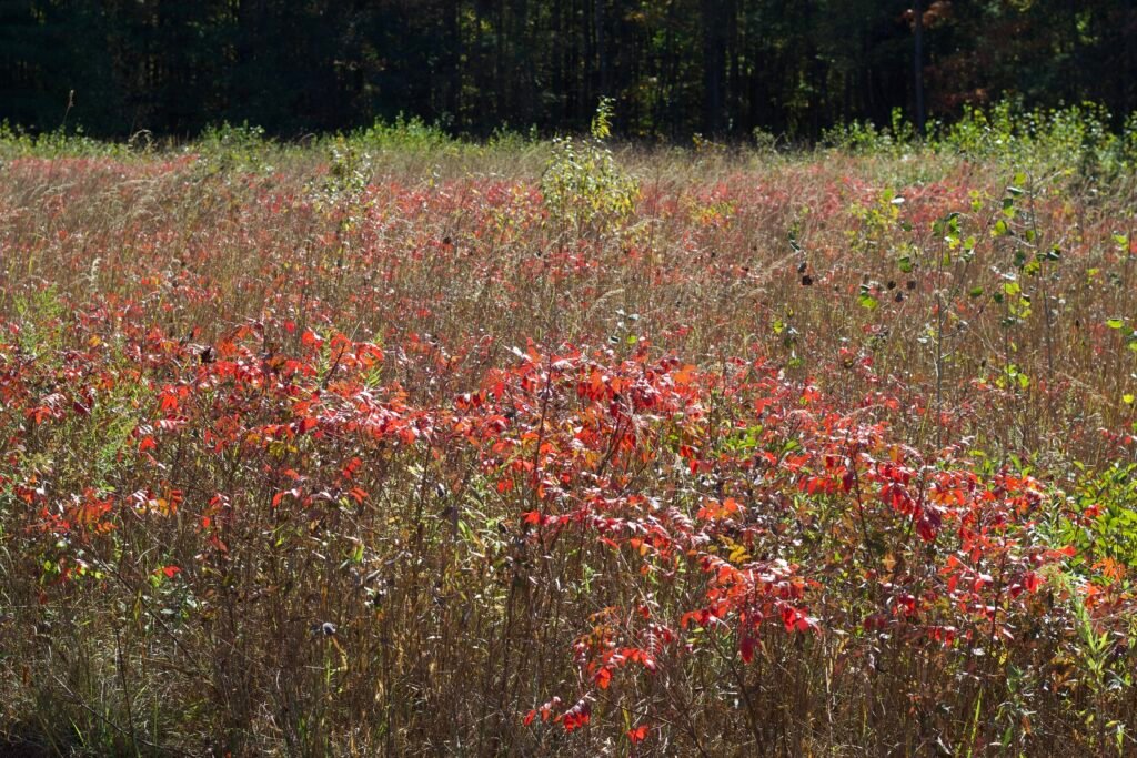 Native grasses and winged sumac growing in a prairie habitat at the Oak Openings in the fall.