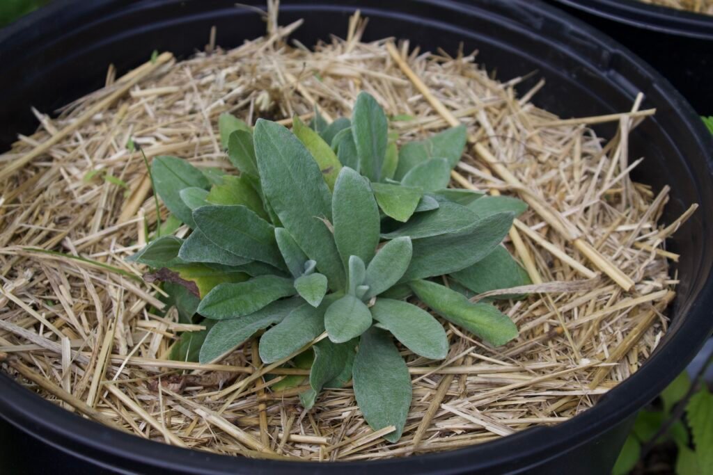 Young pearly everlasting (Anaphalis margaritacea) plant showing soft, silvery-green foliage in early growth stage.