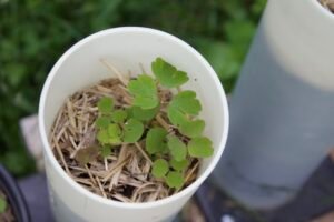 Wild columbine seedling with