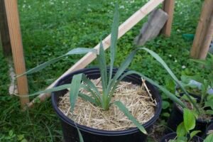 Rattlesnake master plant showing spiky blue-green leaves before flowering.