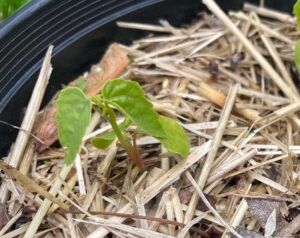 Young rosemallow seedling emerging from soil with small green leaves beginning to form.