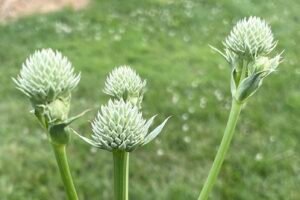Rattlesnake master flower head in early bloom, spiky white bracts just beginning to open.