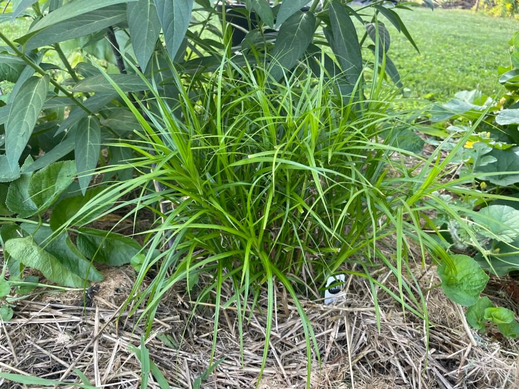 Palm sedge (Carex muskingumensis) growing in a moist praire garden with bright green, palm-like foliage.