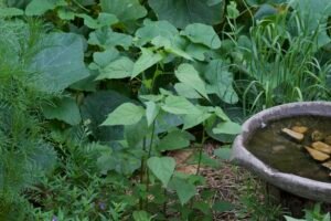 Native rosemallow plant showing tall green stems and broad leaves before flowering.
