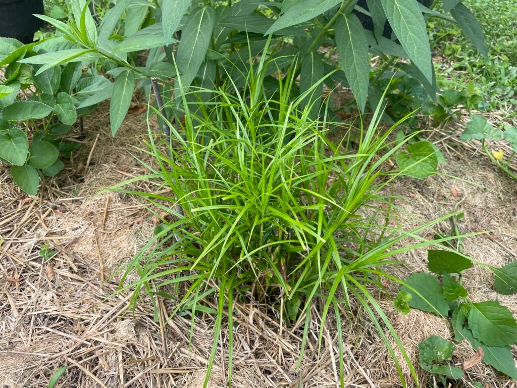 Palm sedge emerging in spring with fresh green foliage in a partially shaded garden bed.