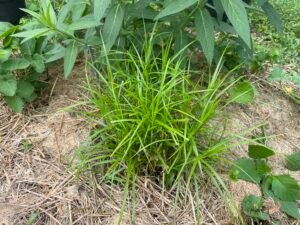 Palm sedge emerging in spring with fresh green foliage in a partially shaded garden bed.