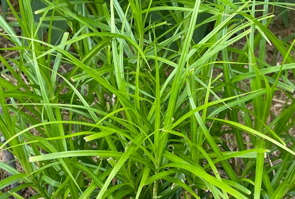 Close-up of palm sedge leaves showing distinctive palm-shaped clusters at the top of each stem.