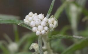 Pearly everlasting buds just before bloom, showing tightly clustered white flowers under overcast skies.