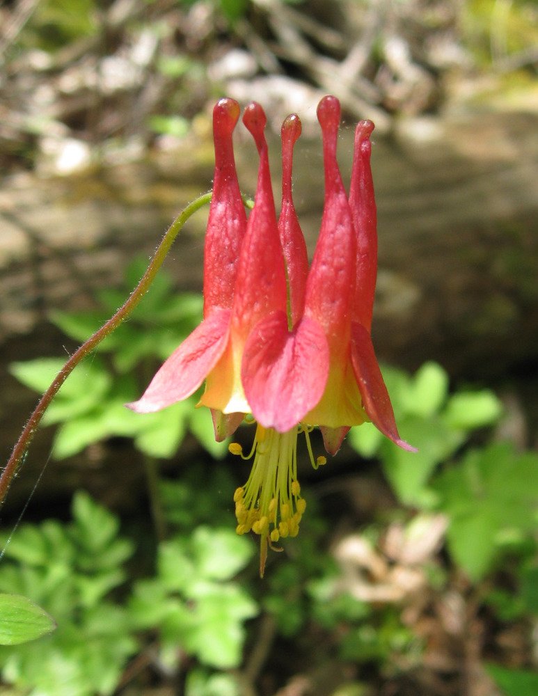 Close-up of a single wild columbine (Aquilegia canadensis) flower showing red outer petals and yellow inner petals.