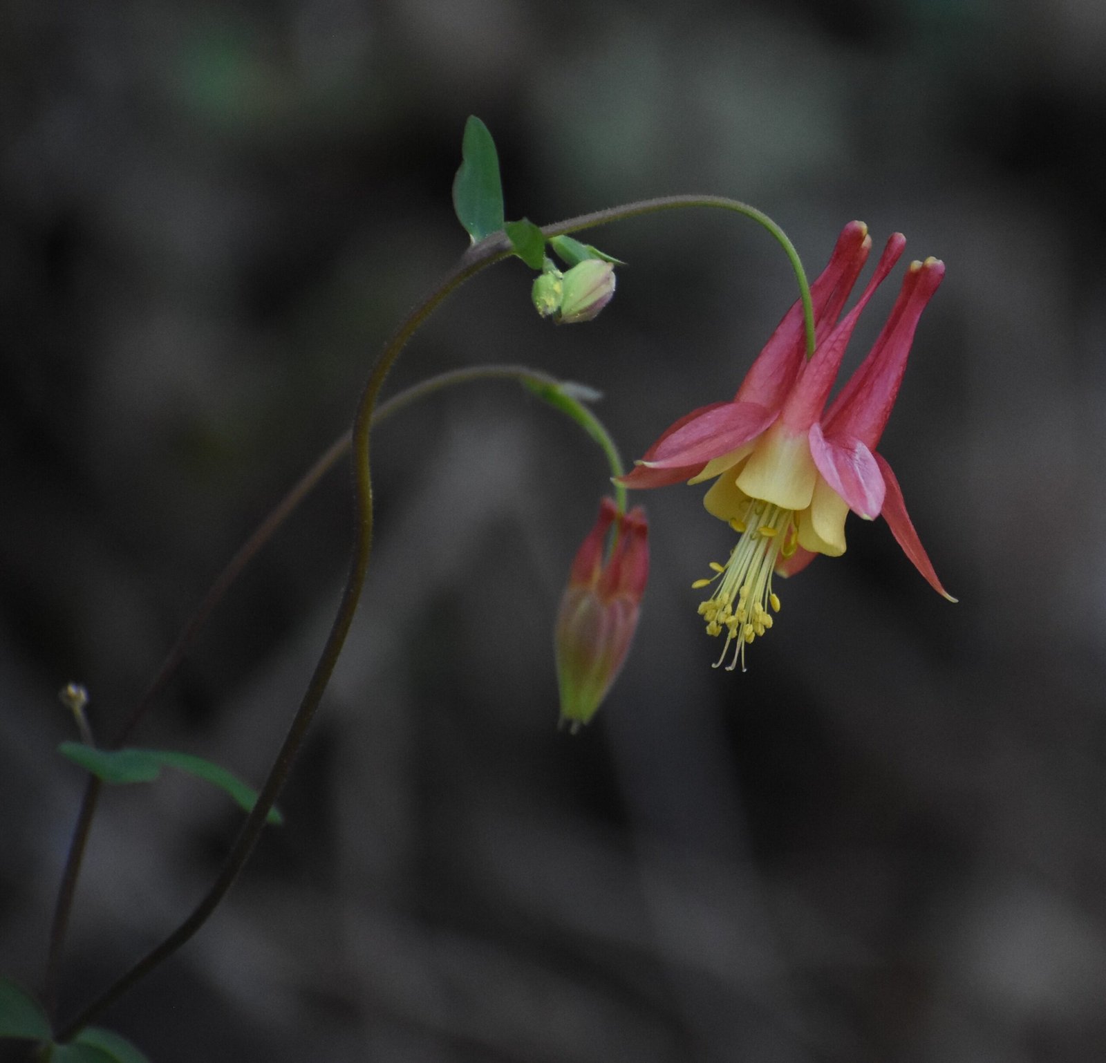 Side profile of a wild columbine (Aquilegia canadensis) flower showing its nodding shape and distinctive red-and-yellow spurs.