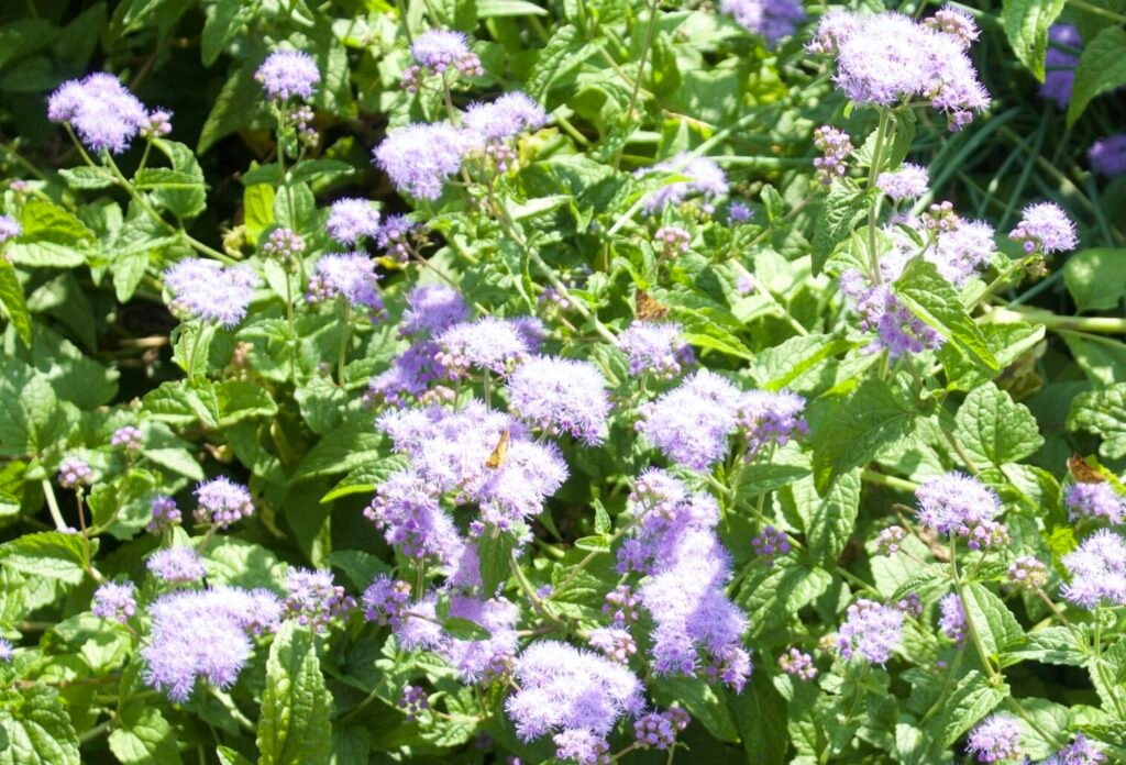 Blue mistflower native Blueish purple flowers with numerous butterflies sipping nectar from their mist like flowers.