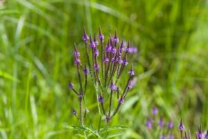Blue vervain (Verbena hastata) with tall purple flower spikes growing in a moist native garden.