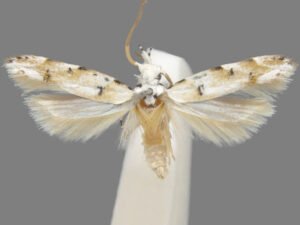 Close-up of a Coleotechnites eryngiella moth resting on a plant surface.