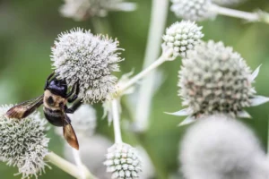 Eastern carpenter bee feeding on a rattlesnake master flower, close-up of spiky white bloom.