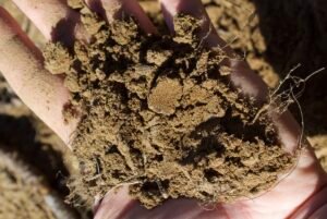 A hand full of silty tan, brown soil.