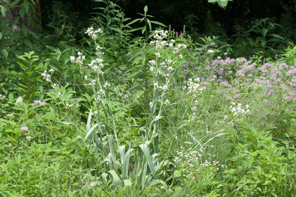 Eryngium yuccifolium plant Entire rattlesnake master plant with tall stems and spiky white flower heads in bloom.
