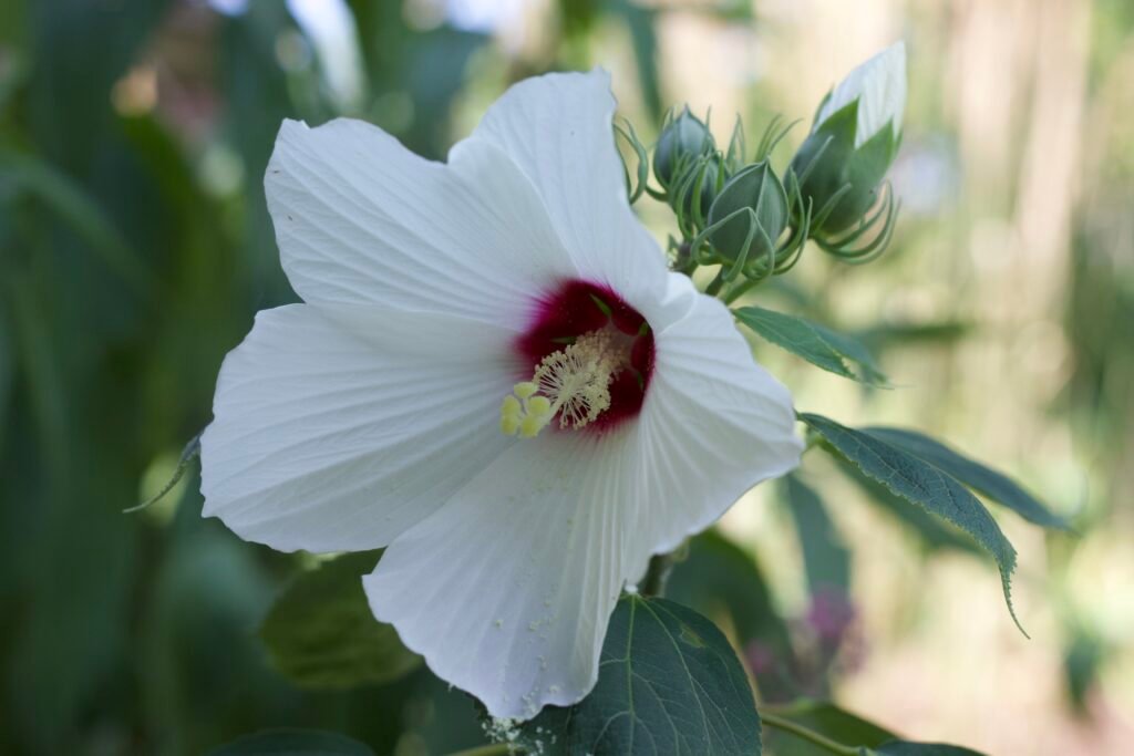 Front view of white swamp rosemallow flower with white petals and deep red center in full bloom.
