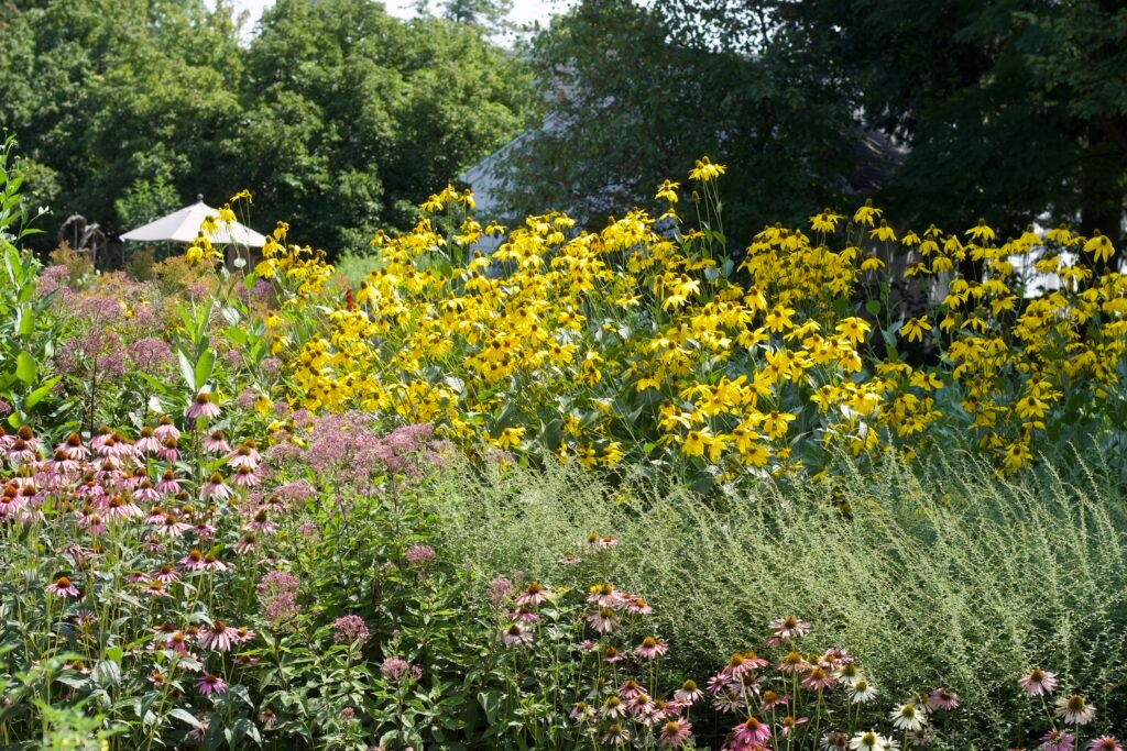 Combination of yellow, purple and white flowers amongst green foliage.
