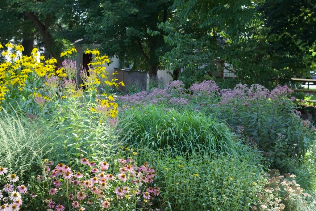 A native garden full of purple coneflower, pink joe-pye, white vervain and yellow cutleaf coneflower.