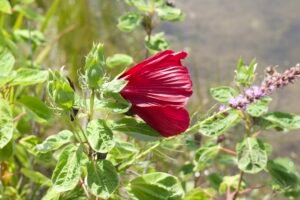 Side profile of a crimson swamp rosemallow flower with deep red petals beginning to open.