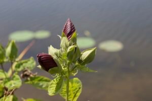 Crimson swamp rosemallow buds forming on upright stems before flowering.