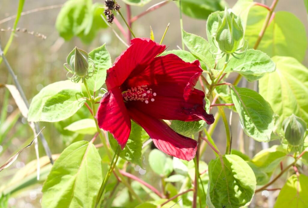 Swamp Rosemallow Side profile of a crimson swamp rosemallow flower with deep red petals beginning to open.