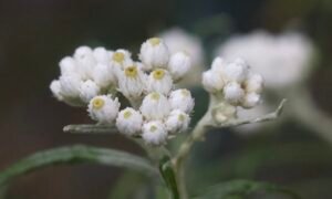 Close-up of pearly everlasting flower buds beginning to open on a cloudy day.