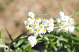 Detailed view of pearly everlasting white flower clusters highlighting their texture and late-season blooms in the bright sun.