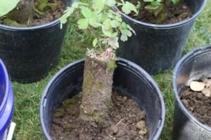 Wild columbine roots exposed during a transplant into a pot.