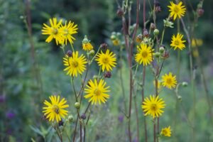 Group of small yellow flower that resemble sunflowers.