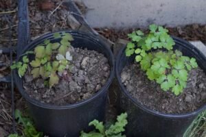 Wild columbine growing in pots.